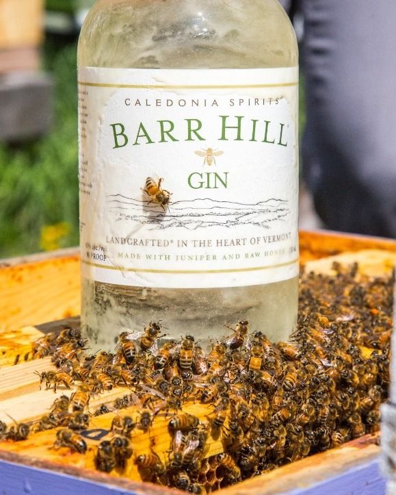 Celebrate National Honey Bee Awareness Day with us! 🐝🐝

Today we recognize beekeepers, beekeeping clubs and associations, and honey bee enthusiasts from across the United States that celebrate honey bees and recognize their contribution to humans' everyday lives as a means of protecting this critical species.

Almost 90% of all flowering plants and approximately 30% of our food crops depend on animal pollinators. 1 in every 3 bites of food you take depends on pollinators, with honeybees alone pollinating more than 90 different food crops we rely on. In the United States, honeybee pollination produces over $20 billion worth of products annually.

Barr Hill Distilling Gin is thier ode to the hardworking bees of the Northeast.  Distilled with hand crushed, organic juniper and finished with raw honey from the region.. no wonder this is America's most awarded Gin! 🥃🍯

@barrhillgin